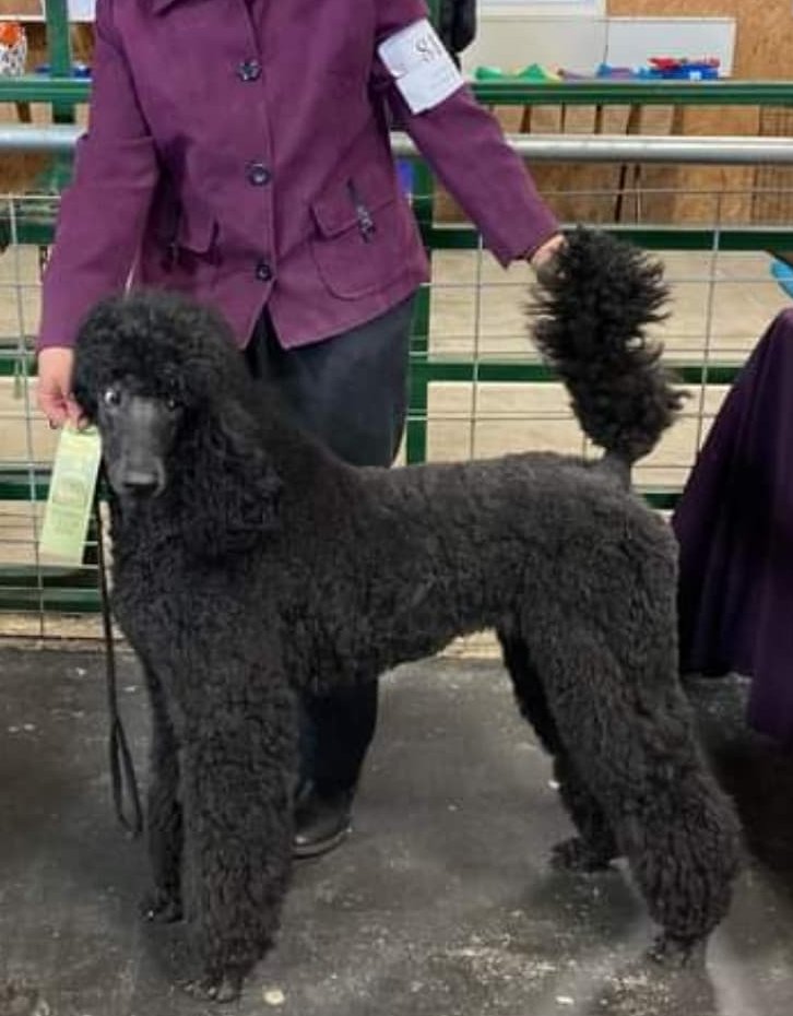 When Were Poodles First Bred